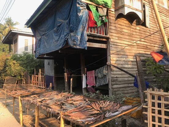 Nachdem Fischfang wird der Fisch sortiert, filetiert undzum Trocknen ausgelegt oder aufgehängt.