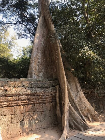 Der einstige Dschungel erobert die Tempelanlagen und holt sich seinen Lebensraum zurück.