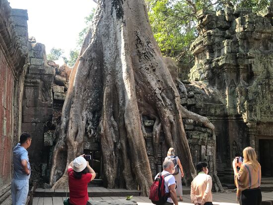 In der Tempelanlage Ta Prohm behaupten sich die uralten Bäume. Die einstigen Bauten werden von den starken Wurzeln umgarnt und müssen ihnen immer mehr weichen.