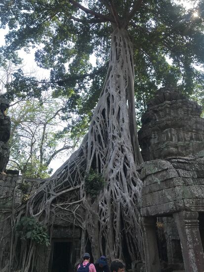 Berühmt wurde dieser von starken Baumwurzeln umsäumte Tempelbau durch den Film Lara Croft.  Angelina Jolie bediente sich diesem Wunderwerk der Natur als besondere Filmkulisse.