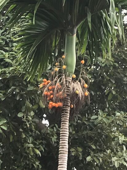 Auch in Vietnam ist das Kauen von Betelnüssen noch verbreitet. Vor allem auf dem Land wird dem Genuss der Früchte gefrönt. Sie machen den Mund taub, die Zunge rot und lassen die Zähne schwarz aussehen.