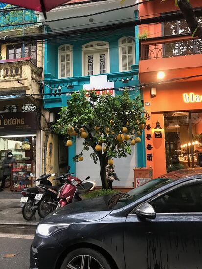 In der Altstadt von Hanoi herrscht ein buntes Treiben auch bei Regen. Pampelmusenbäume mit großen reifen Früchten sind uns immer wieder begegnet.