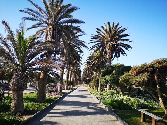 Palmenallee am Strand von Swakopmund und