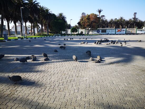 gleich nebenan wilde Perlhühner. Für uns die ersten wilden Tiere in Namibia!