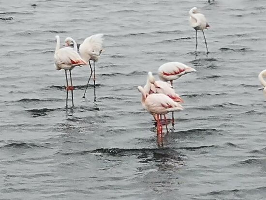 in Walvis Bay treffen wir auf tausende von Flamingos. Sie werden von dem salzigen Wasser in der Lagune der Stadt angezogen.