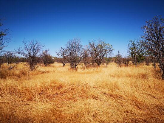 Am frühen Morgen geht es entlang des Walking Trail innerhalb des Reservats auf Entdeckungsreise. Leider haben wir außer Termitenhügel keine Wildtiere gesehen.