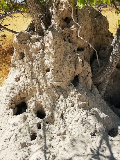 Termiten haben um den Baumstamm herum ihren Erdhügel abgebaut.