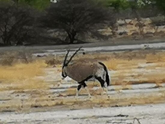 Die Gemsböcke (Oryx) waren die ersten wilden Tiere, die wir auf der Fahrt in den Park sahen.
