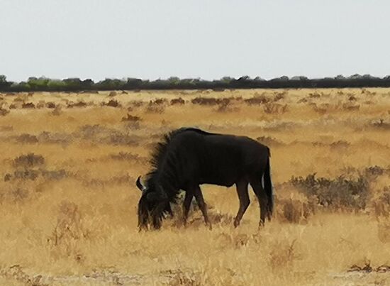 Große Gnuherden kreuzten immer wieder unsere Wege.