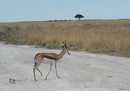 Ein Springbock lässt sich Zeit beim Überqueren der Straße. Alle Tiere ob groß oder klein haben im Park in jedem Fall Vorfahrt!