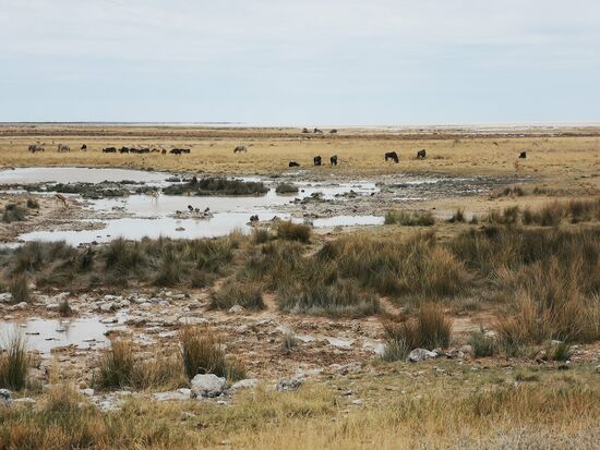 Eins der wenigen nicht ausgetrockneten Wasserlöcher im Park. Vor allem in der Trockenzeit kommen die Tiere regelmäßig zum Trinken an die Wasserstellen.