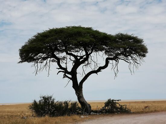 Diese Bäume  mit den ausladenden und weiten Kronen stehen für uns sinnbildlich für Afrika.