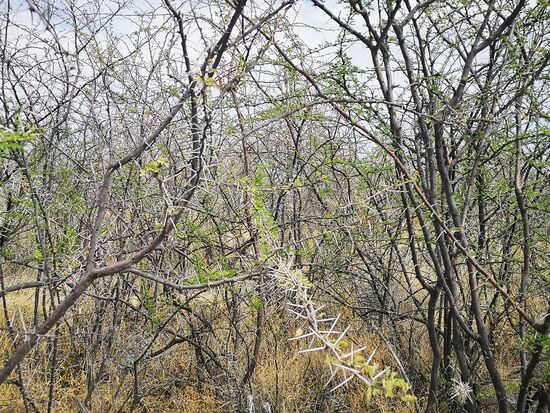 Das Gebüsch ist ebenfalls zumeist trocken. Doch wie ein Wunder zeigen sich inmitten der trockenen Sträucher zarte grüne Blätter. Die Spitzen sind lang und picken schmerzhaft.