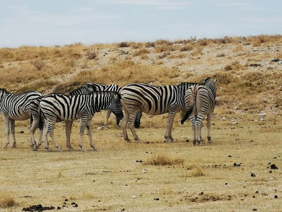 Zebraherden tummeln sich gemeinsam mit den Antilopen, Gnus und Springböcken.