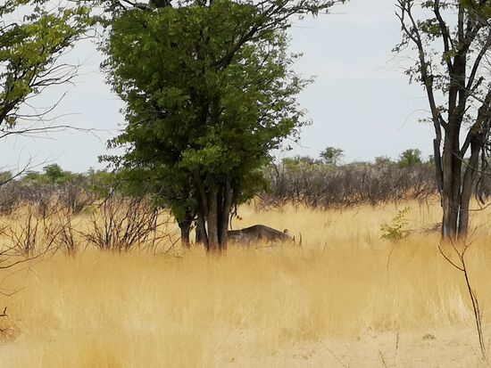 Das einzige Nashorn, das wir entdeckten, hatte sich zum Ruhen unter einen Baum gelegt. Nur anhand der Hörner konnten wir es entdecken.