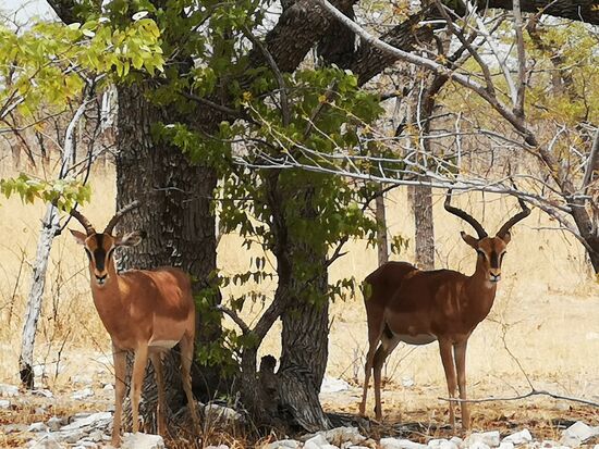 Schwarzgesicht-Impalas suchen den Baumschatten in der Mittagshitze.