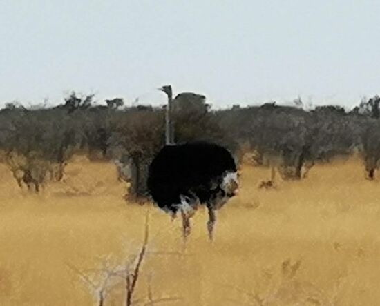 Riesengroße Straußenvögel stolzieren majestätisch über die Savanne.