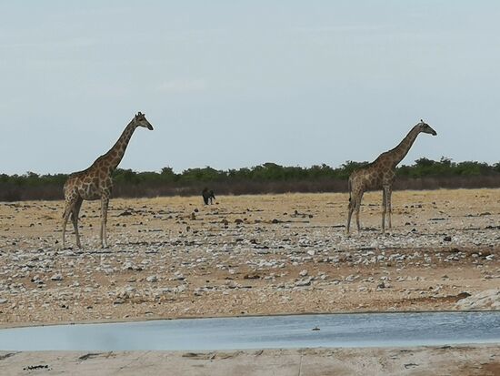 Am Abend stellen sich auch die Giraffen zum Wasseraufnehmen ein.