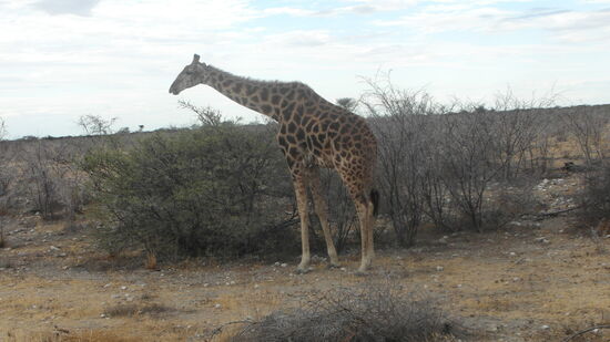 Am Abend, als wir den Park verlassen wollten, treffen wir am Wegesrand ganz nah auf eine neugierige Giraffe.