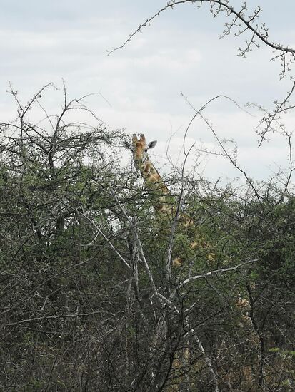13 Giraffen sollen sich auf dem Gelände der Farm befinden. Eine ganz neugierige Giraffe begrüßt uns beim Einfahren auf das Gelände.