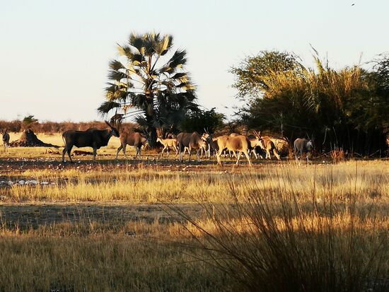 In der Abendsonne lassen es sich die Tiere gutgehen, und wir dürfen ihnen vom Sofa aus zusehen.