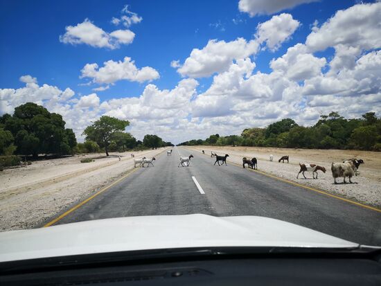 Immer wieder müssen wir halten, um die Haustiere über die Straße zu lassen.