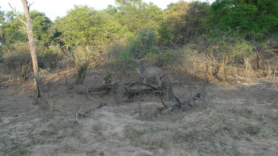 Die scheuen Kudus kreuzen am frühen Morgen unseren Weg durch den Park.