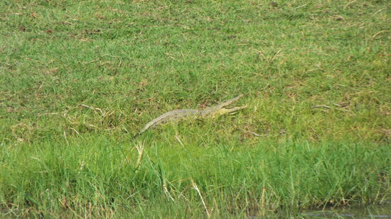 Ein Krokodil ist selten allein...