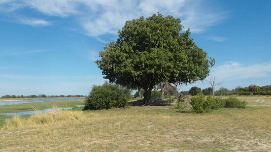 Der Leberwurstbaum mit seinen langen zucchiniähnlichen Früchten bietet vor allem  Nahrung für Affen und Flusspferde. Bis zu 5 km können diese sich aus dem Wasser zur Nahrungsaufnahme an Land vom Ufer weg bewegen.