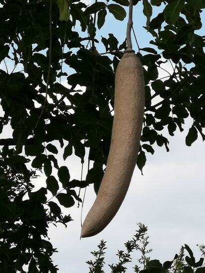 Die lange Frucht des Leberwurstbaumes. (Saucage tree)