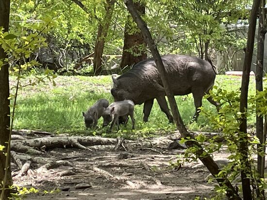 Auf dem Gelände unserer Lodge lassen es sich Warzenschweine gutgehen. Hier eine Mama mit ihren Babies.