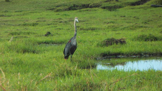 Störche und Gänse und viele Vögel bevölkern das Flussgebiet.