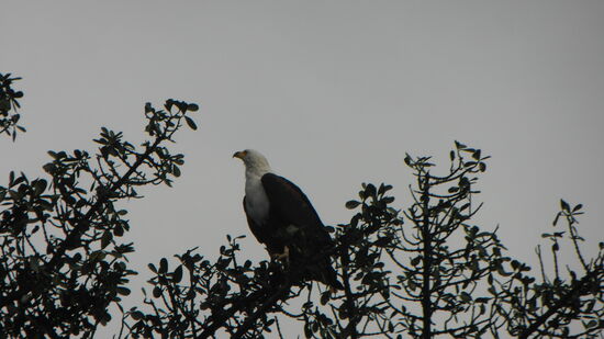 Der Fischadler sucht nach Beute und