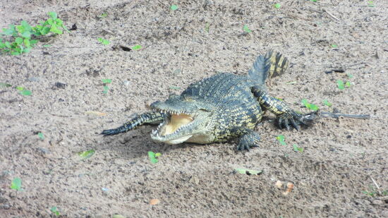 Ein Krokodil auf dem Weg ins Wasser.