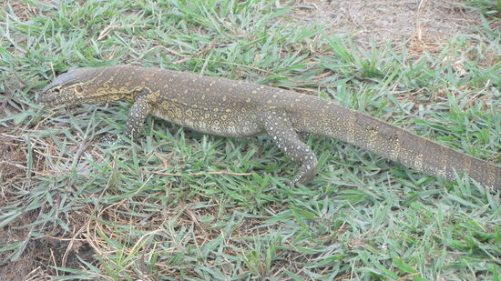 Varane, größte Eidechsen,  sind sehr giftig für ihre Umgebung. Sie beißen ihre Beute kurz an, vergiften sie auf diese Weise, verfolgen sie und fressen sie dann auf.