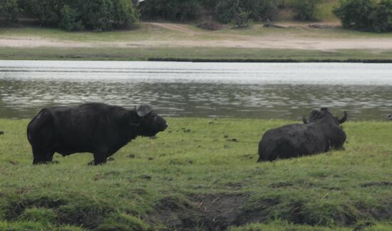 Wasserbüffel auf dem Grasland im Fluss.