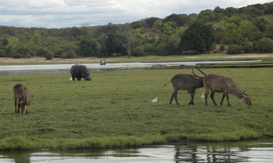 Eine Gruppe Wasserböcke. Der Bulle bemüht sich und