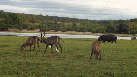 ... doch sie kümmert sich nicht um das Werben und lässt ihn immer wieder abblitzen.