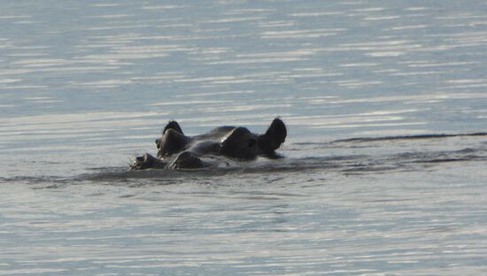 Aufnahmen von unserem Safariboot aus. Flusspferde im Wasser ...