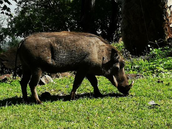 auf grasende Warzenschweine.