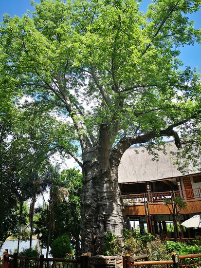 Der Affenbrotbaum, typischer Baum für Südafrika, Baobab Tree,  am Eingang unserer Lodge und 500 Jahre alt.