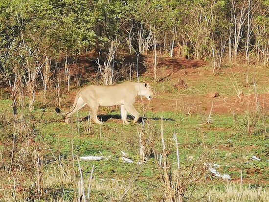 Am frühen Morgen treffen wir zuerst auf drei Löwinnen.