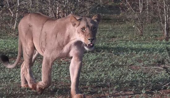 Ganz nah kommen sie an unser Fahrzeug.