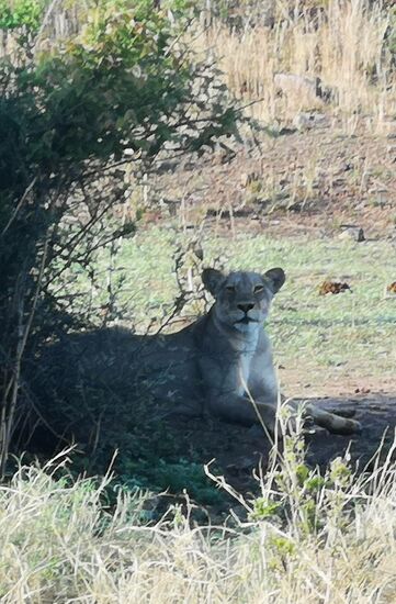 Und lassen sich dann im Schatten der Bäume nieder.