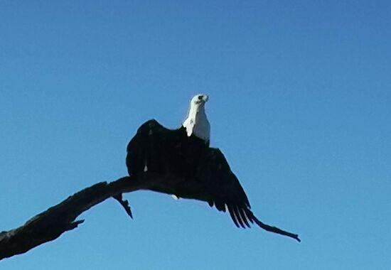 .. breitet seine Schwingen aus.