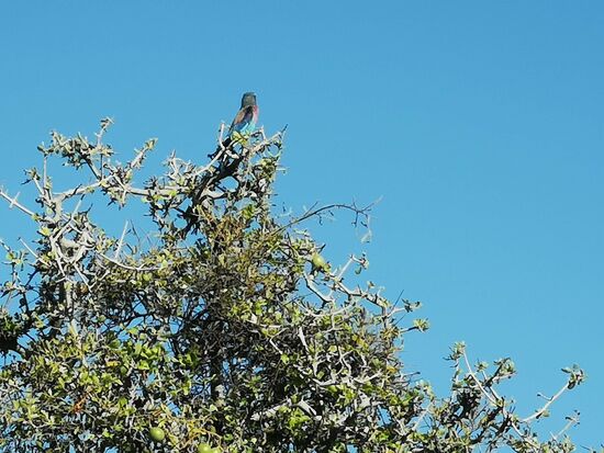 Hoch in den Bäumen der Blauwabenfresser, Botswanas Nationalvogel.