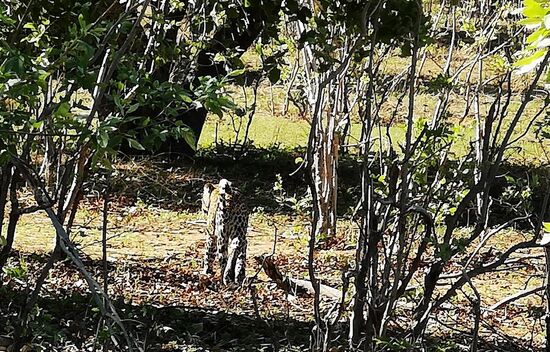 Ein Leopard streift durch das Unterholz und ist kaum zu erkennen.