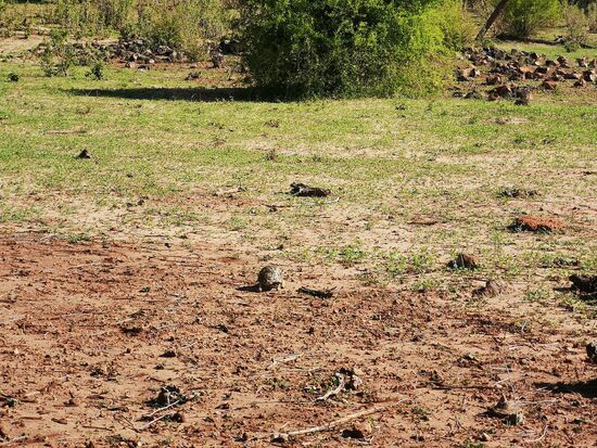 Eine Schildkröte sucht sich ihren Weg. Auch sie tarnt sich bestens.