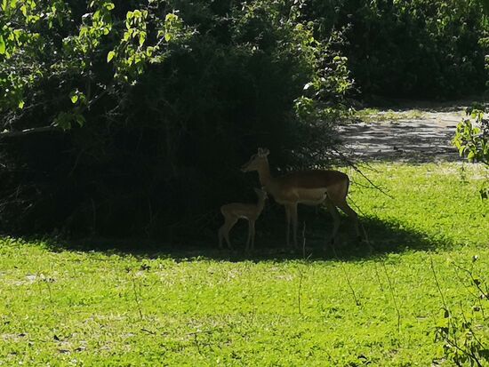 Eine Impala-Mama mit ihrem wenige Tage altem Baby.