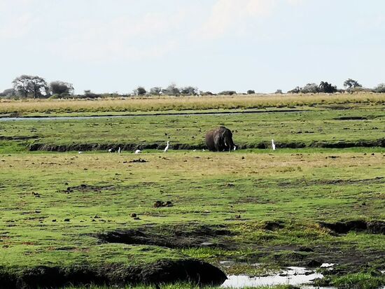 Und endlich In der Ferne unser "erster" Elefant auf dieser Reise.